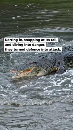 Otter Family Chases Crocodile Away