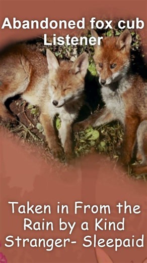 Coming Tomorrow 😊❤️M4A | Taken in by a Kind Stranger | Fox Cub Listener| Sleep Aid Audio