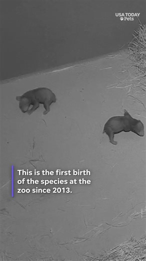 Watch habitat camera of adorable newborn sloth bears
