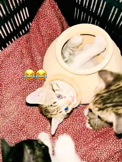 😱🐱 He Went Into the Mouse Hole… I Can’t Believe It!