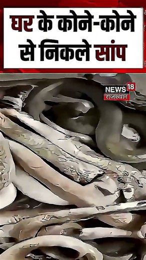 Siddharthnagar Snakes Video : एक ही घर से निकले 31 नाग! | N18S |Snakes Viral Video UP |up snake news