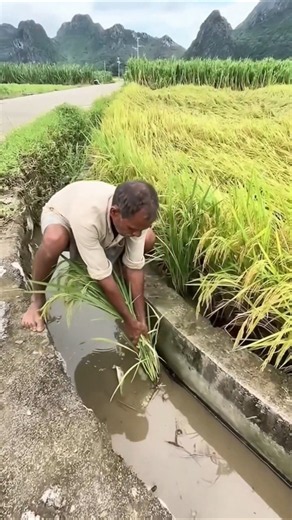 Recovering Fallen Rice Panicles | Farmer Collects Lost Grain After Harvest