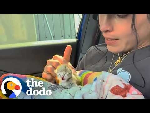 Delivery Driver Found This Tiny Kitten All Alone On Her Route | The Dodo