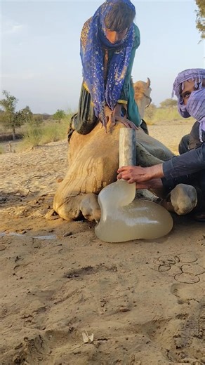 A Strange Thing Coming From a Camel — Rare Desert Scene