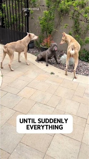 Two Dobermans Corner a Pitbull… Until THIS Happens! 😳🔥