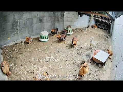 🔴🐓Live Chicken Farm Cam | Real Farm Life, Watch Chickens Eat, Run & Grow🐔 养鸡场实时直播｜看鸡吃饭、跑动、成长全过程