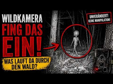 🔎 Wildkamera fing es ein! Was läuft da durch den Wald?