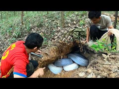 OMG this is probably the largest nest of poisonous snakes I have ever discovered.
