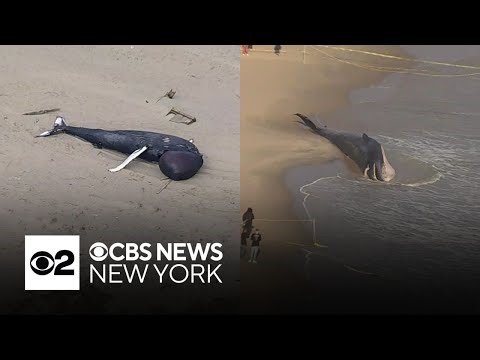 Two dead whales wash ashore at local beaches, raising concern among experts
