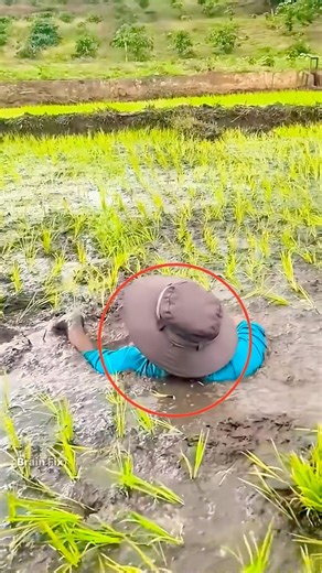 Techniques for cultivating rice in mud! 🌾😱