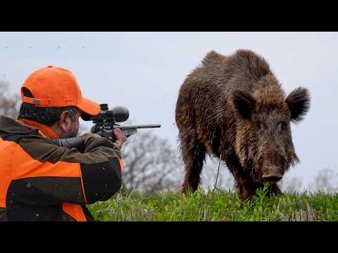 GIANT WILD BOAR HUNTING TO PROTECT CROPS