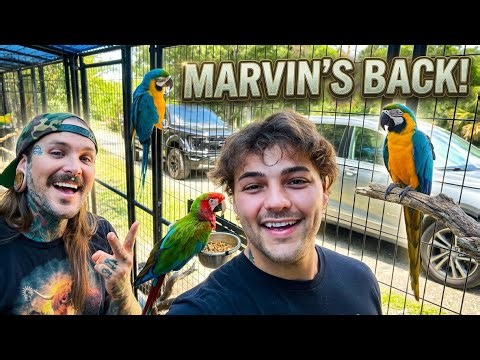 @paulcuffaro Brought MARVIN the MACAW BACK! 😍🦜