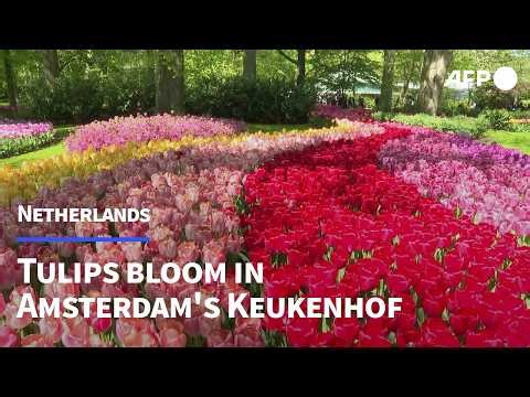 'Amazing' tulips in bloom draw crowds to Keukenhof Park in the Netherlands | AFP