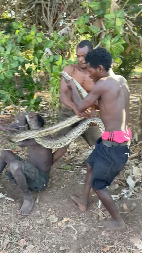 python 🐍 #bushmen