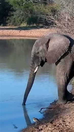 Can't an Elephant Get Some Peace Around Here? #elephant #wildlifeentertainment