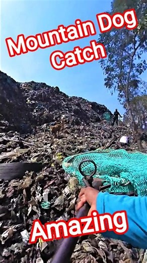 Mountain Dog Catch Davanagere City #dog #catch #rescue #shorts #ytviral #streetdogrevival #pets