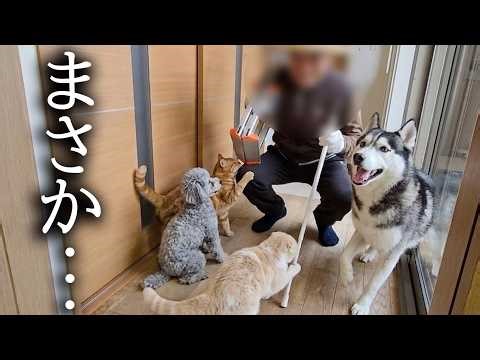 大好きな大工さんの訪問に犬と猫がこうなっちゃいました...