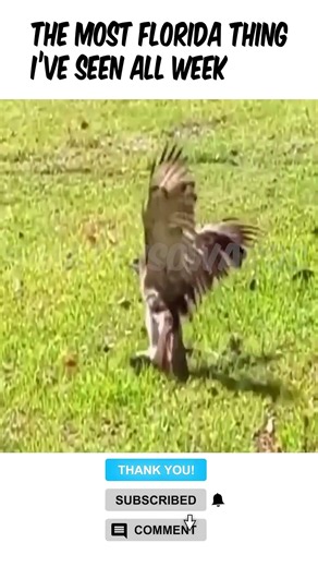 Wild Florida Moment Caught On Camera #FloridaLife #Shorts