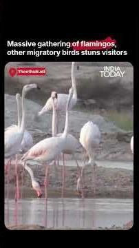 Flamingos, Migratory Birds Draw Crowds Along Thoothukudi's East Coast Road #flamingo #thoothukudi