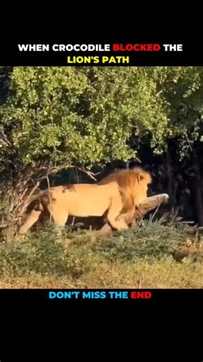 Lion v/s Crocodile #shorts #shortvideo #animalshorts #animalplanet #animal #lion #crocodile