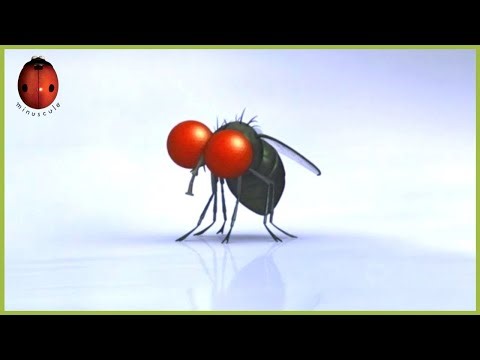 Brushing | Minuscule | 55' Compilation