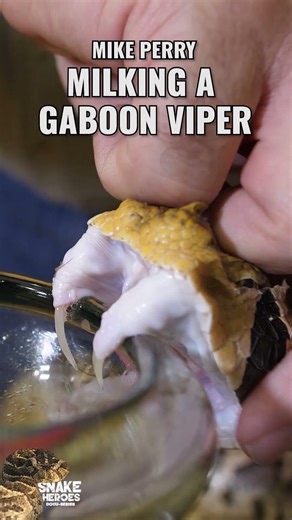 Massive Fangs Delivering Maximum Venom!