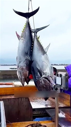 Premium Bluefin Tuna Farming in the Open Ocean! #BluefinTuna #TunaFarming