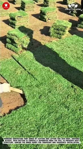 Harvesting Turf Grass: Clean Sod Cutting for Ready to Install Lawns