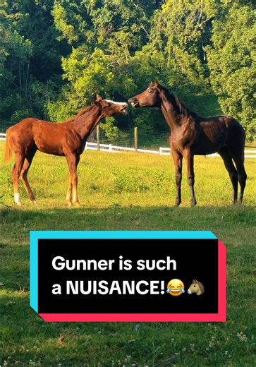 Gunner is such a NUISANCE!😂🐴 | katie van slyke