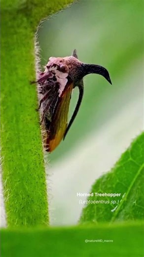Slow-Motion Alien: The Horned Treehopper! 👽🔍 #Shorts