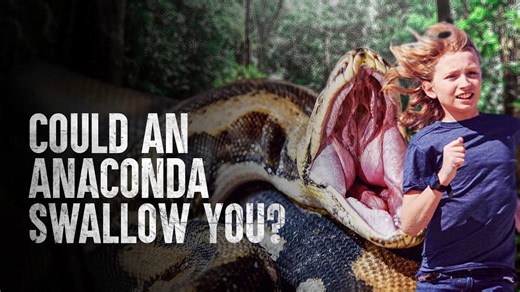 How to survive an attack by an anaconda snake