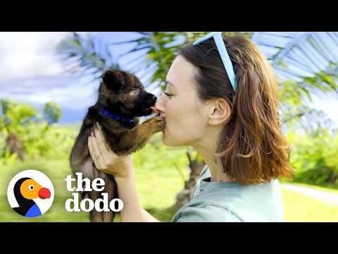 Foster Mom Becomes Seeing-Eye Human For This Blind Puppy | The Dodo