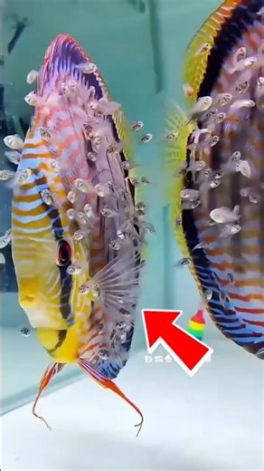 The Dark Side of Discus Fish: Why They Eat Their Babies! #fishfact #discusfish #shorts #fishkeeping