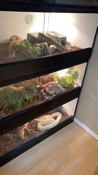 Feeding All My Boas & Anacondas PART 2! 🤯🐍 #animals #shorts #snake