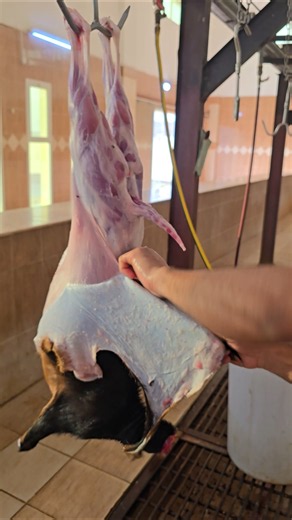Amazing Goat skinnig expert Butcher#shorts #shortsfeed #foryou #viralvideo😱