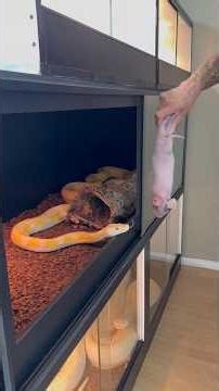 The Entire Process Of Feeding The WORLDS Largest Snake Species! 😁🐍 #reptiles #snake #shorts