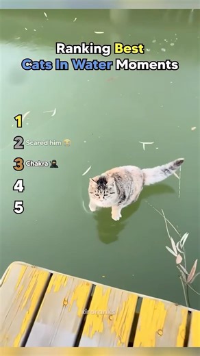 ranking best cats in water moments #usa