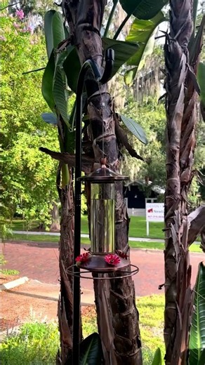I Finally Installed a Hummingbird Feeder in My Garden!