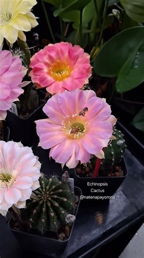 🌷 Mix : อิชินอปซิส 🌵 #echinopsis #อิชินอปซิส #cactus #flowers #ดอกไม้ #กระบองเพชร #Shorts