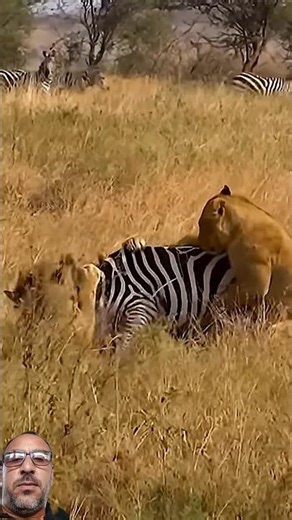 Lions’ Sudden Attack, Zebra’s Life in Danger… Will It Escape?Don’t forget to subscribe..