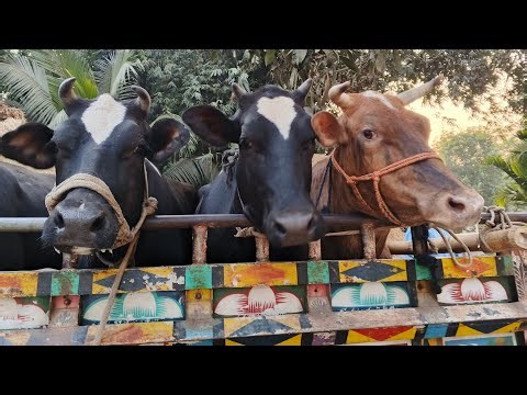 Live Cow Loading in Village Market 🐄 | Huge Desi Cow Transport
