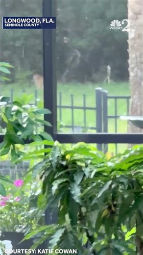 Monkey spotted in Longwood backyard