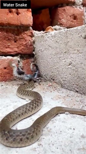 Water Snake: Harmless or Dangerous? Know the Truth! #snake #wildliferescue