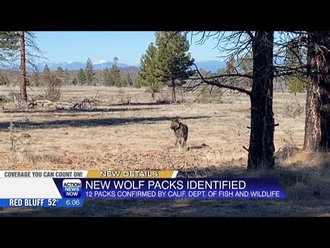 California now home to 90 wolves in 12 packs, including 4 new groups in Northern California