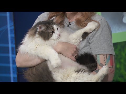 Cat rescue joins WGN Midday News ahead of adoption event