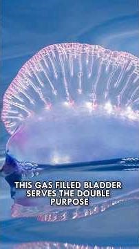 Man O' War: The Weirdest Thing In The Ocean #Ocean #MarineLife #Animals #Shorts