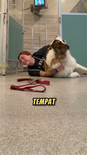 ANJING ini JAGO JIU JITSU‼️😱#anjing #anjinglucu #lucu