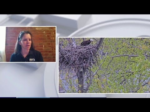 The story behind the DNR's Eagle camera