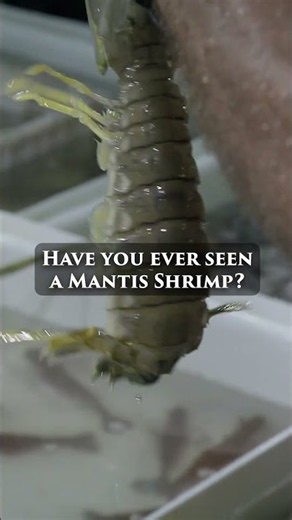 Mantis Shrimp at a fish market! 🦐