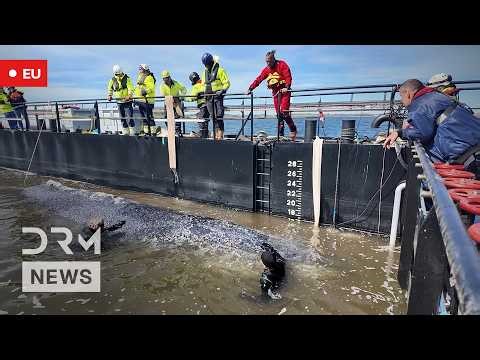 LIVE: Whale Rescue Mission Update: Stranded Humpback “Timmy” Guided Toward North Sea | AC1B